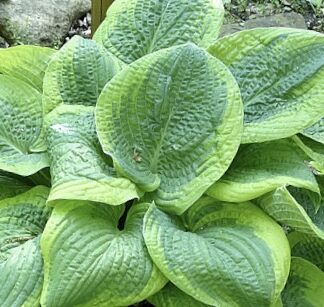 Destiny Hosta