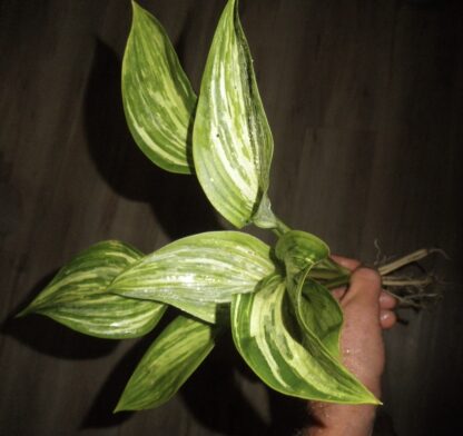 Emperor's New Clothes Hosta - Image 6