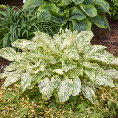 Emperor's New Clothes Hosta - Image 2