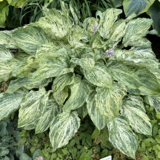 Emperor's New Clothes Hosta