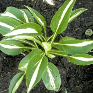 Garter Snake Hosta