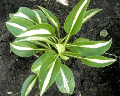 Garter Snake Hosta