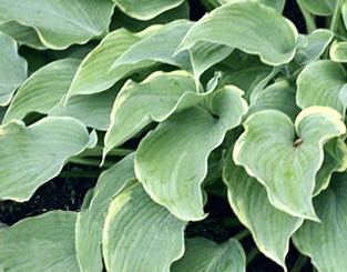 Greybeard Hosta O.S. (scarce)