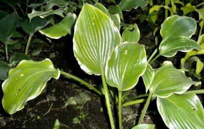 Greybeard Hosta O.S. (scarce) - Image 2