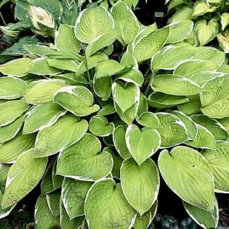Hasta Manana Hosta