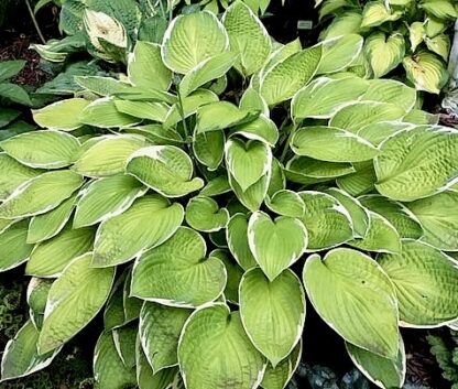 Hasta Manana Hosta