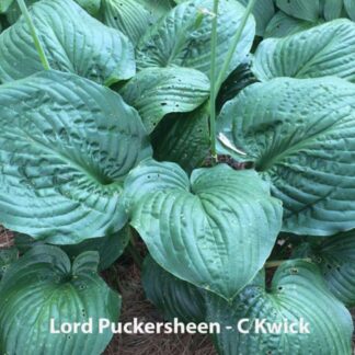 Lord Puckersheen Hosta
