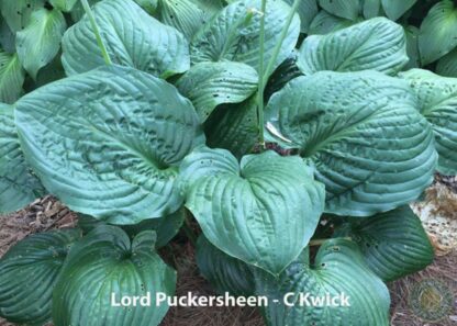 Lord Puckersheen Hosta