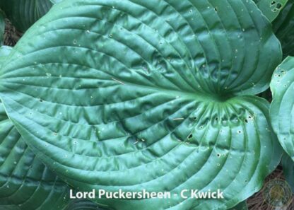 Lord Puckersheen Hosta - Image 2