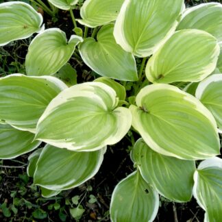 Poseidon Hosta