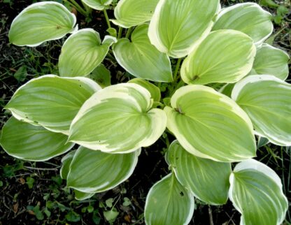 Poseidon Hosta