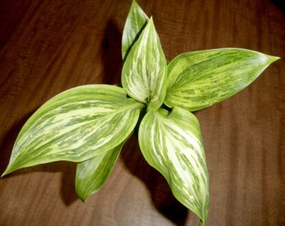 Emperor's New Clothes Hosta - Image 3
