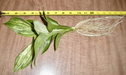 Emperor's New Clothes Hosta - Image 4