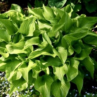 Preferred Hosta (scarce)