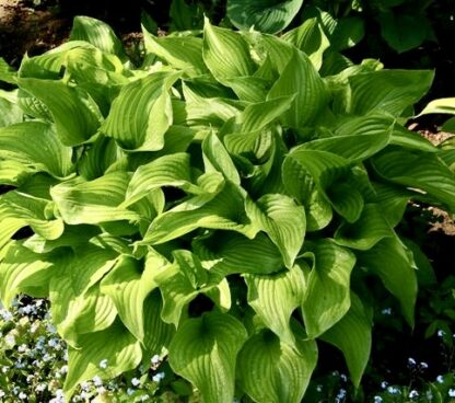 Preferred Hosta (scarce)