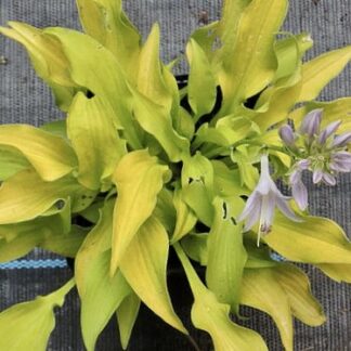 Surfing Mouse Hosta
