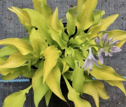 Surfing Mouse Hosta