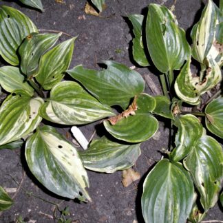 Vivacious Open Pollinated Seedling Hosta