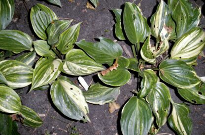 Vivacious Open Pollinated Seedling Hosta