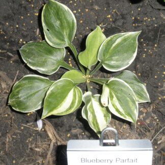 Blueberry Parfait Streaked Hosta (Rare)