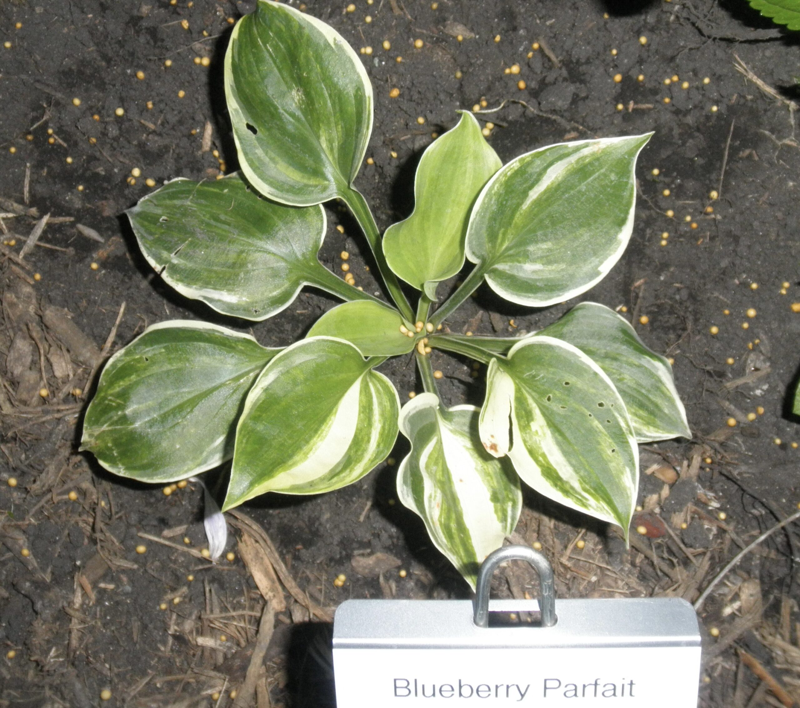 Blueberry Parfait Streaked Hosta (Rare)