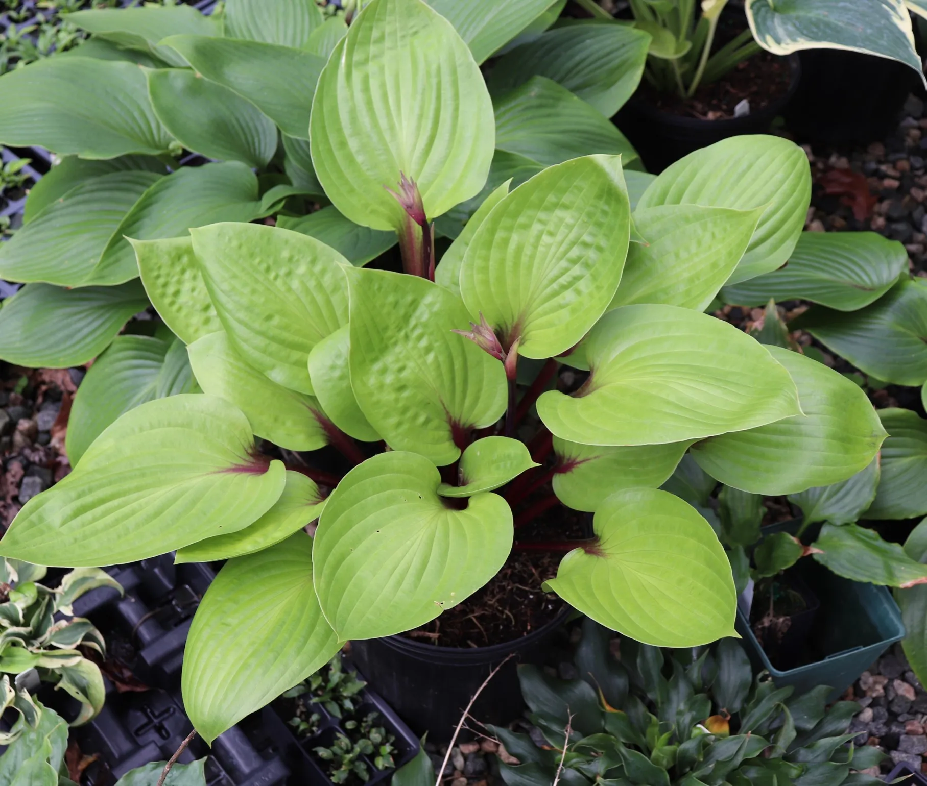 Cherry Cheesecake Hosta - Image 2