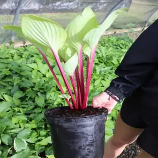 Cherry Cheesecake Hosta