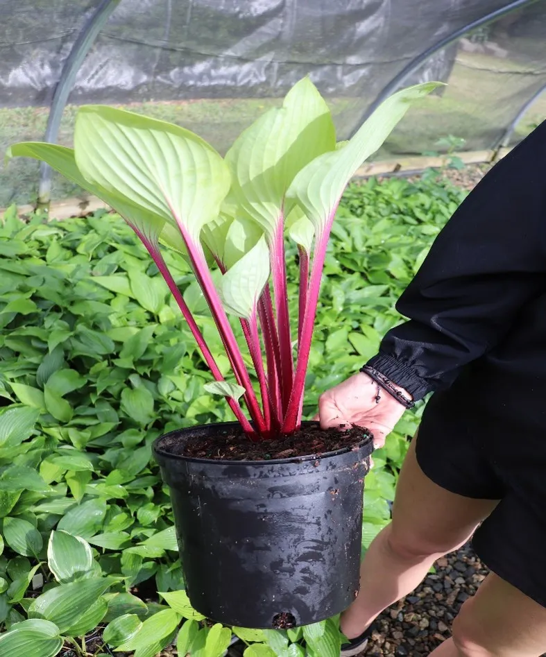 Cherry Cheesecake Hosta