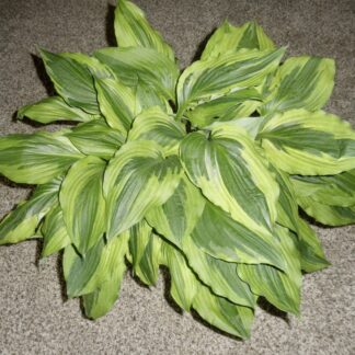 Christmas Eve Hosta