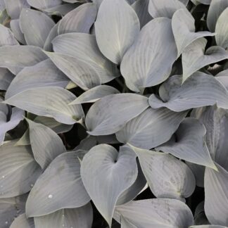 Clear Blue Sky Hosta