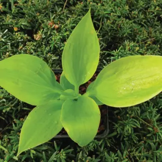 Golden Pursuit Hosta