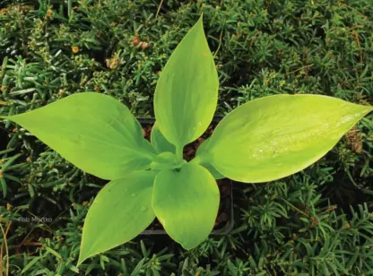 Golden Pursuit Hosta