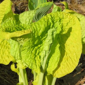 Granny's Goosebumps Hosta