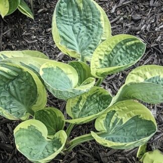 Hummingbird's Nest Hosta