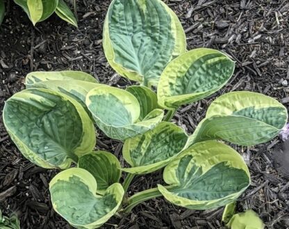Hummingbird's Nest Hosta