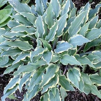 Kinky Boots Hosta