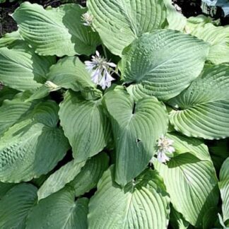 Mint Rushmore Hosta