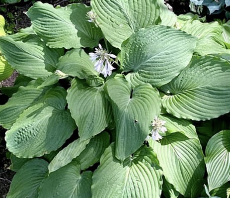 Mint Rushmore Hosta