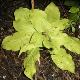 Dance Party Hosta O.S.