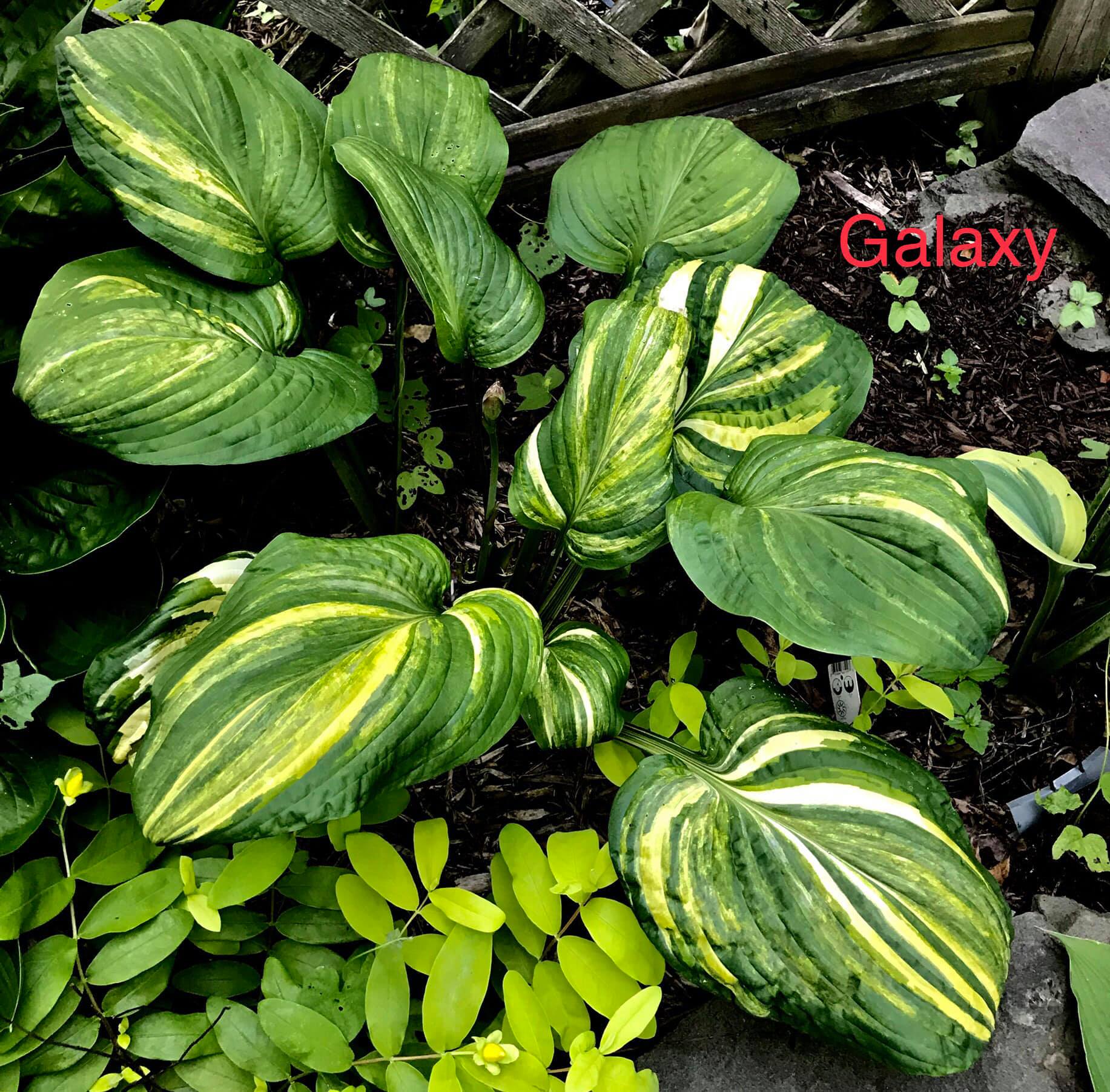 Galaxy Hosta O.S.