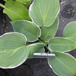 Jersey Girl Hosta O.S. Rare!