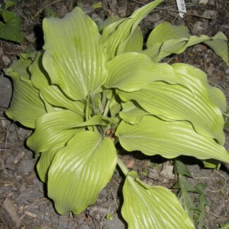 Jolly Martian Hosta O.S.