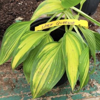 Little Queenie Hosta