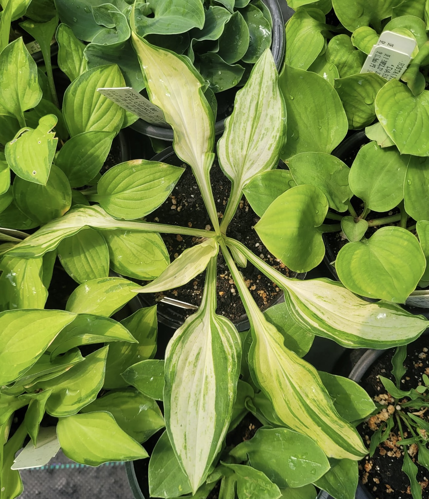 Miss Missey O.S. Hosta (rare)