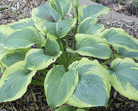 Ocean Isle Hosta O.S.