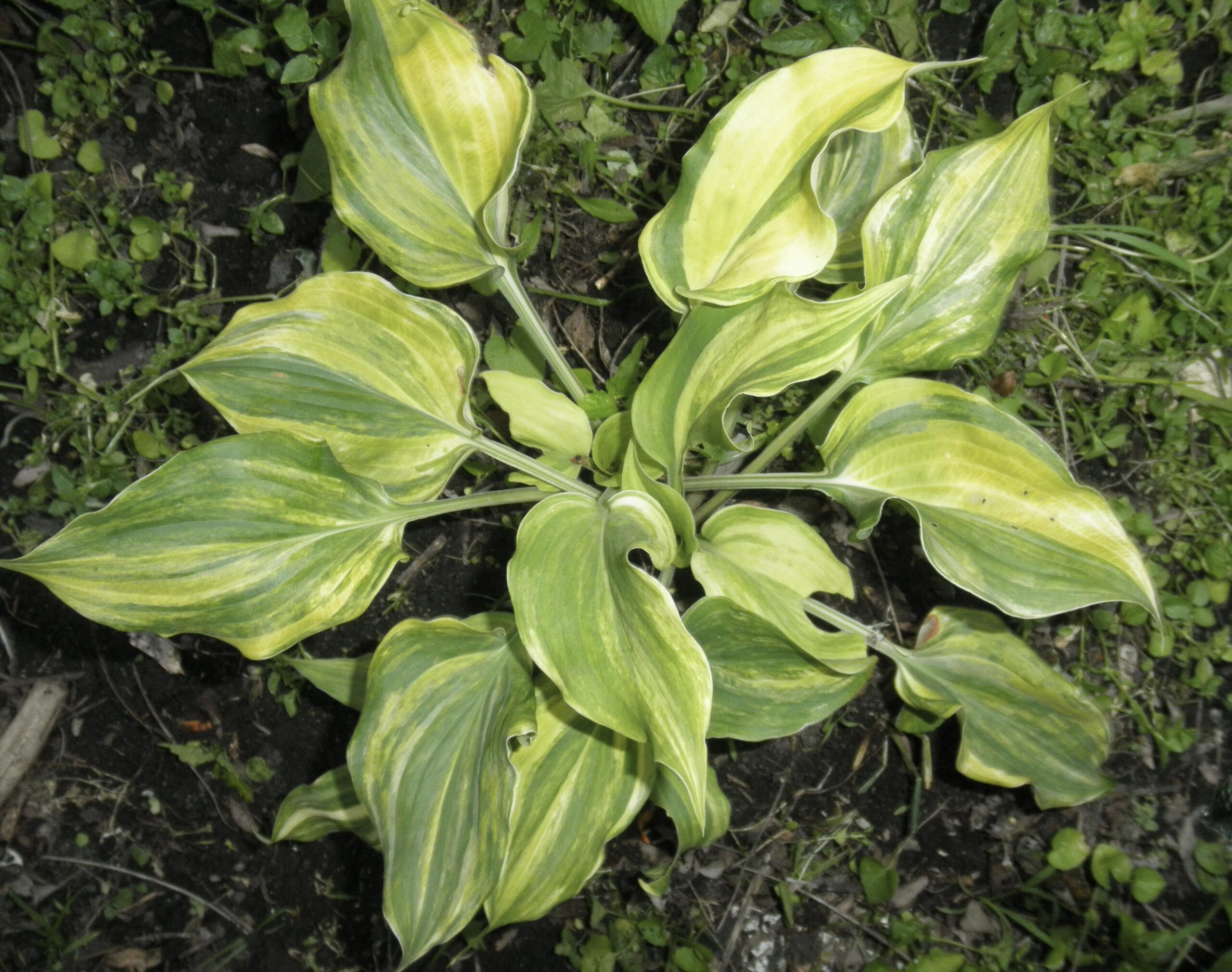Radiant Beauty Hosta O.S. - Image 2