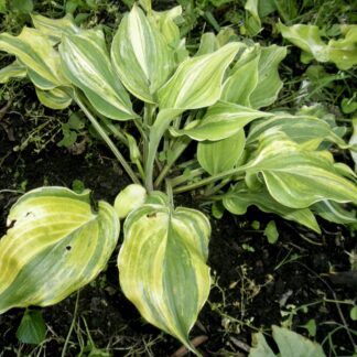 Radiant Beauty Hosta O.S.