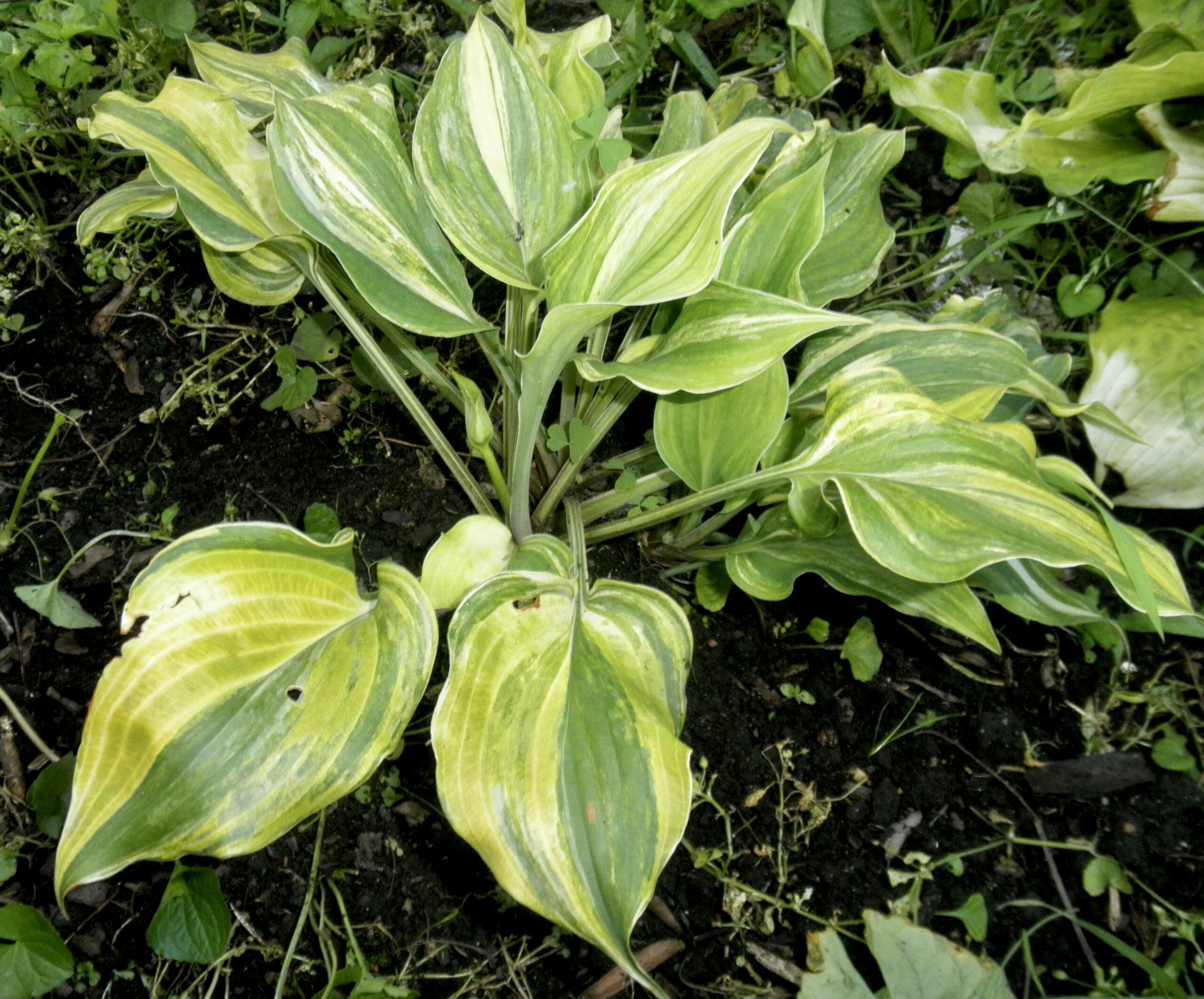 Radiant Beauty Hosta O.S.