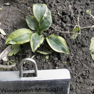 Wisconsin Midnight Hosta