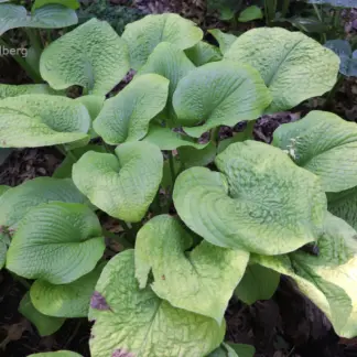 River Valley Gold Hosta